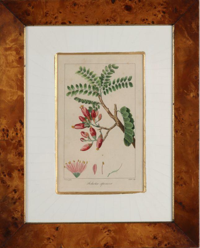 FOUR ANTIQUE FRENCH BOTANICAL ENGRAVINGS