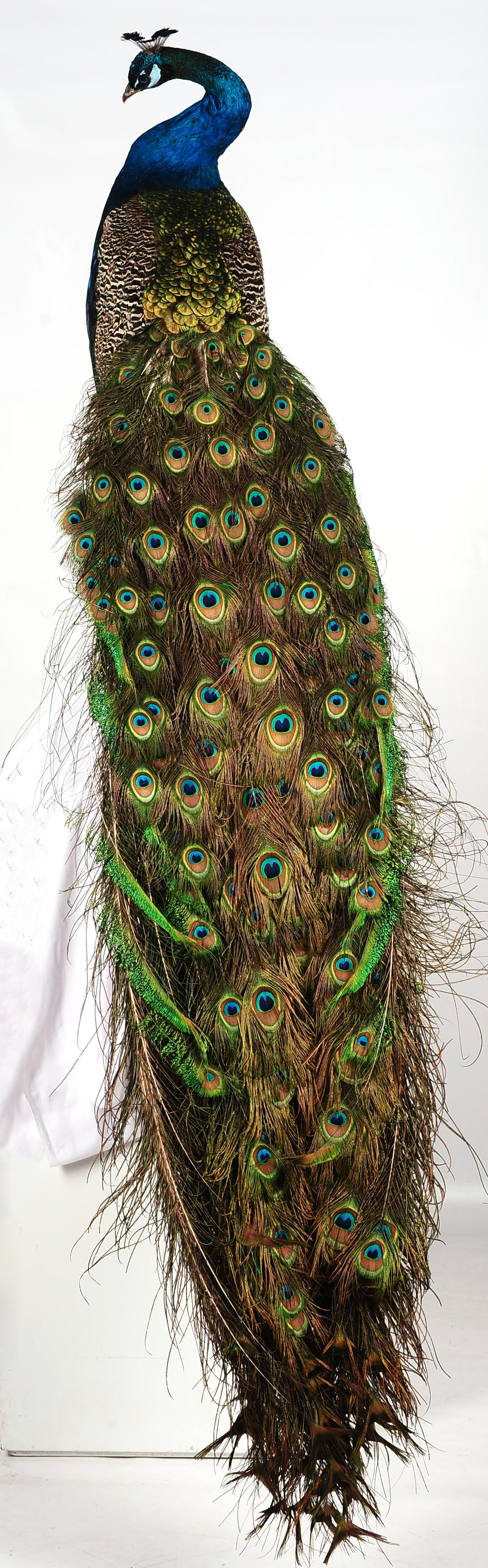 A TAXIDERMY LIFE-SIZED FULL BODY PEACOCK MOUNT