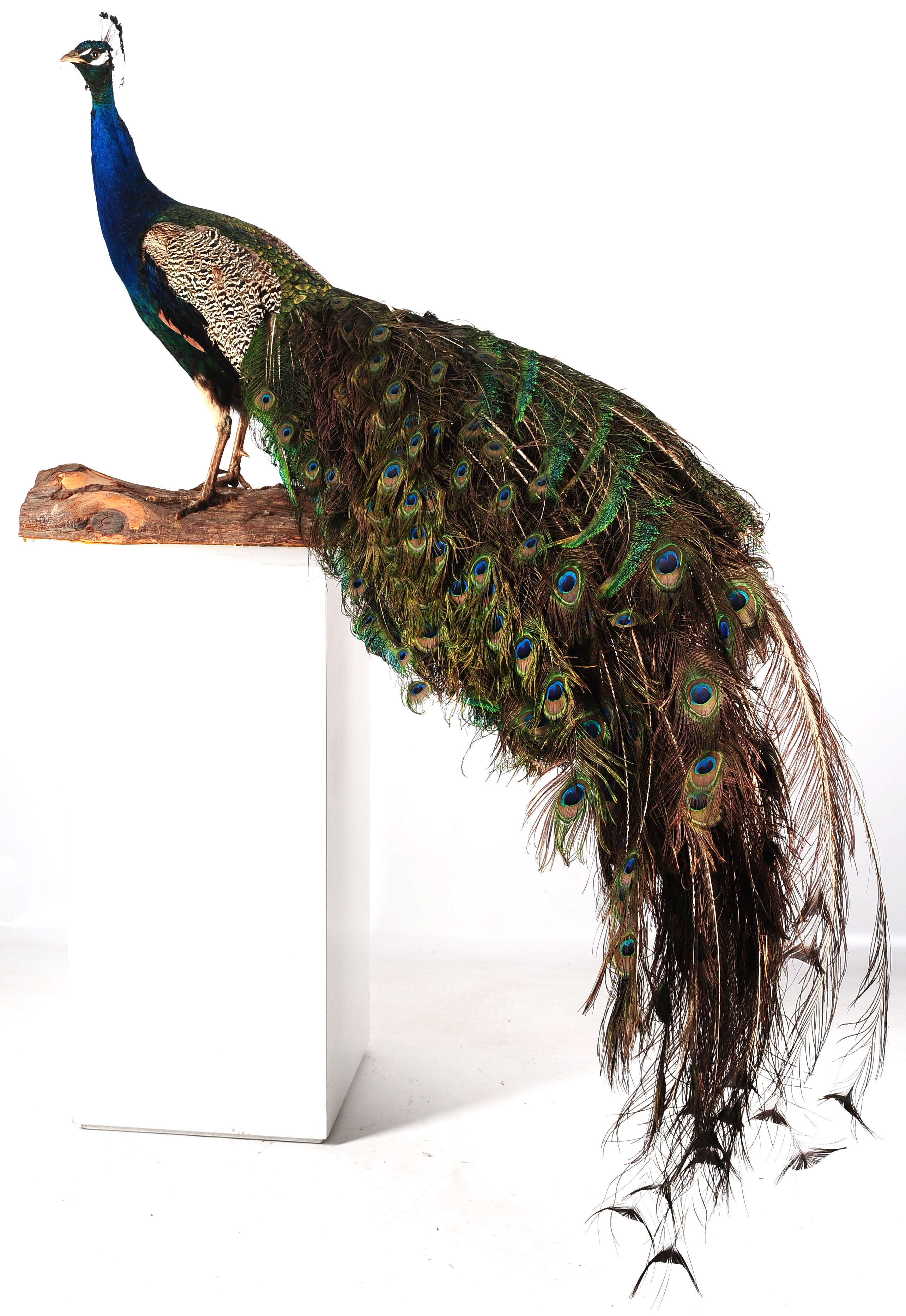A TAXIDERMY LIFE-SIZED FULL BODY PEACOCK MOUNT