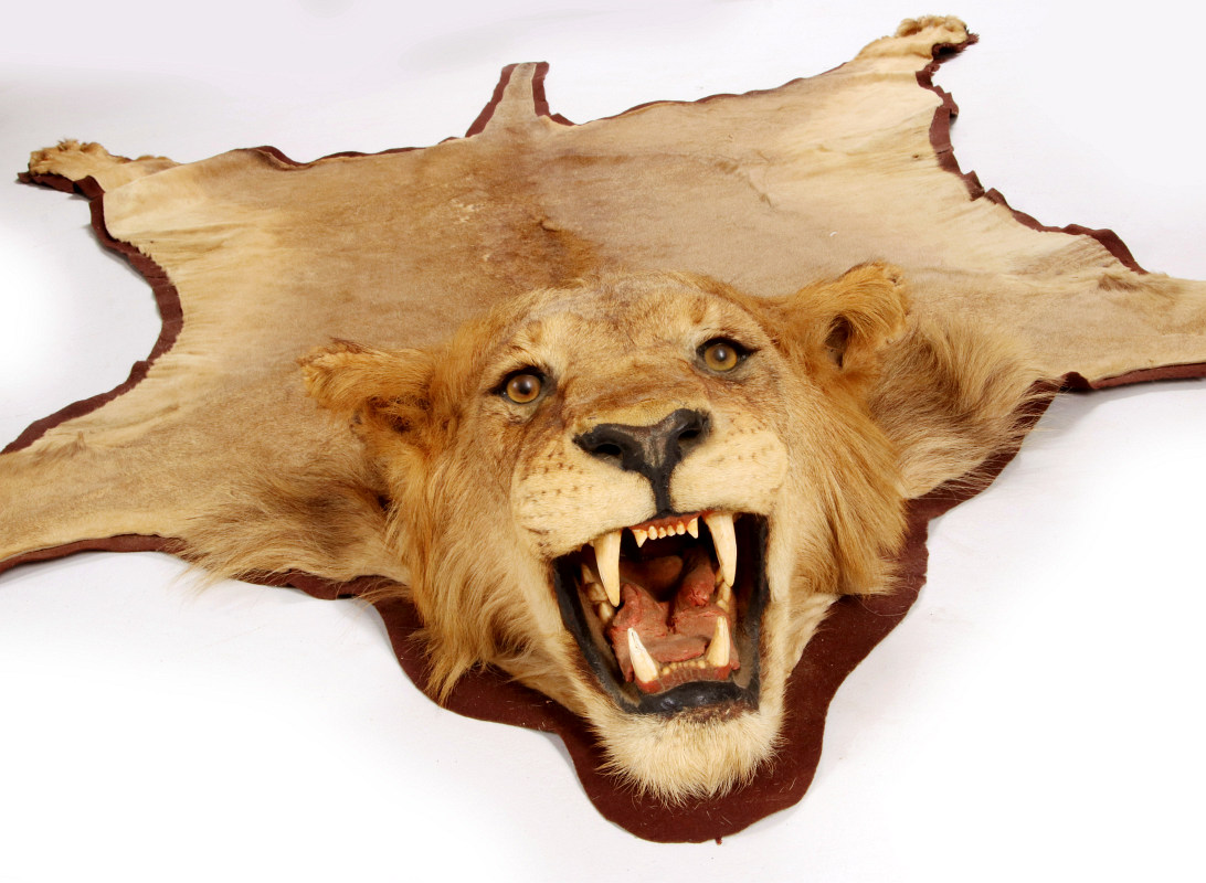 A TAXIDERMIED AFRICAN LION RUG