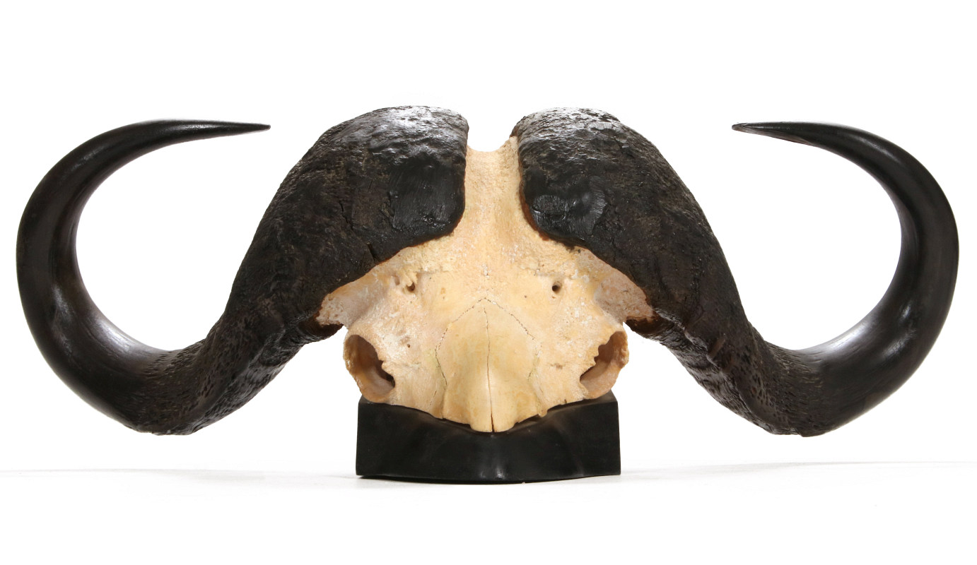 A SET OF AFRICAN CAPE BUFFALO SKULL AND HORNS
