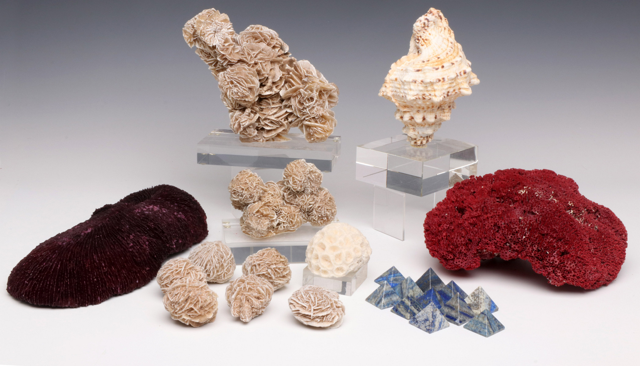 A DISPLAY OF CORAL, SHELL AND MINERAL SPECIMENS