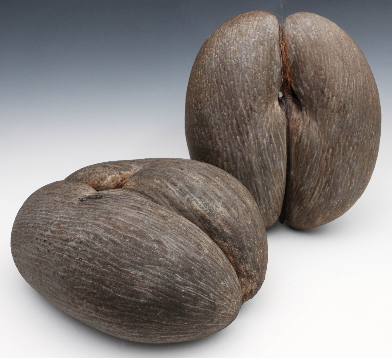 TWO GIANT COCO DE MEER SEED PODS