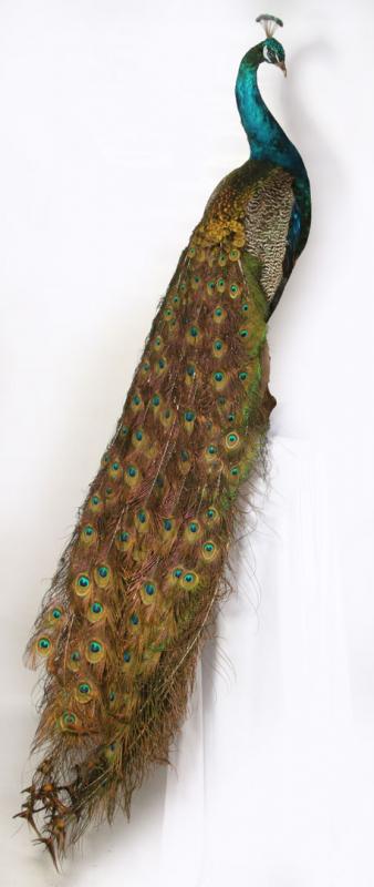 A FULL-SIZED TAXIDERMY PEACOCK MOUNT 