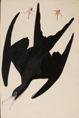 After John James Audubon, Frigate Pelican, Havell Edition 1837