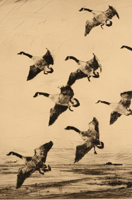 Frank Benson (1862-1951) Waterfowl Etchings